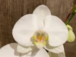Double Spikes Phalaenopsis Amabilis (4.5" pot) - Image 3
