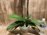 Double Spikes Phalaenopsis Amabilis (4.5" pot) - Image 7