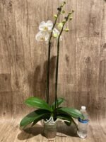Double Spikes Phalaenopsis Amabilis (4.5" pot) - Image 6