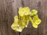 In Spike Phalaenopsis (Tying Shin Melody × KS Big Johnson) (3" pot) - Image 6