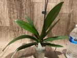 In Spike Phalaenopsis (Tying Shin Melody × KS Big Johnson) (3" pot) - Image 9