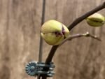 In Spike Phalaenopsis NOID Surprise Color (3" pot)