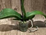 In Spike Phalaenopsis NOID Surprise Color (3" pot) - Image 8