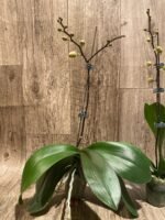 In Spike Phalaenopsis NOID Surprise Color (3" pot) - Image 7