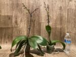 In Spike Phalaenopsis NOID Surprise Color (3" pot) - Image 4