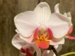 In Spike Phalaenopsis I-Hsin Herman (3.5" pot) - Image 6