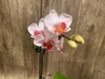 In Spike Phalaenopsis I-Hsin Herman (3.5" pot) - Image 7