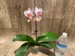 In Spike Phalaenopsis I-Hsin Herman (3.5" pot) - Image 10