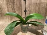 In Spike Phalaenopsis I-Hsin Herman (3.5" pot) - Image 11
