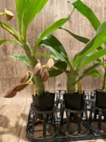 In Spike Cycnoches Cygnus Atratus 'lo' × Cyc. cooperi 'Super Dark' (2” pot) - Image 4