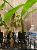 In Spike Cycnoches Cygnus Atratus 'lo' × Cyc. cooperi 'Super Dark' (2” pot) - Image 3