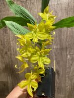 In Bloom Cycnoches Jean E. Monnier 'Dark Spots' × Cyc. Brown's Choice 'Spotted Swan' (2” pot) - Image 3