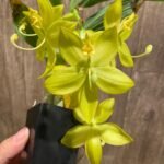 In Bloom Cycnoches Jean E. Monnier 'Dark Spots' × Cyc. Brown's Choice 'Spotted Swan' (2” pot)