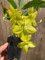 In Bloom Cycnoches Jean E. Monnier 'Dark Spots' × Cyc. Brown's Choice 'Spotted Swan' (2” pot)