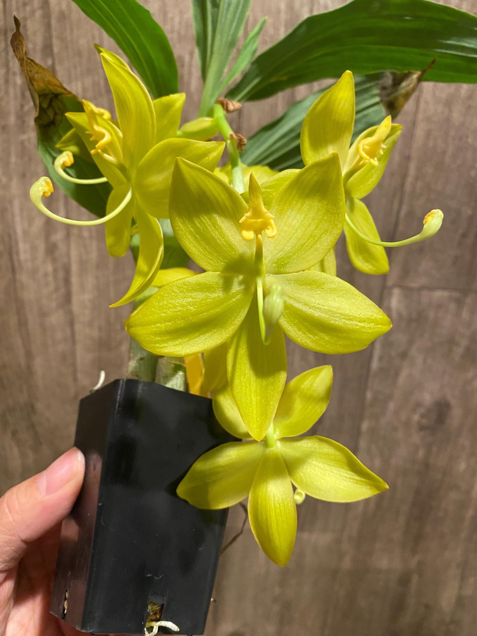 il_fullxfull.8663722963_namb.jpg In Bloom Cycnoches Jean E. Monnier 'Dark Spots' × Cyc. Brown's Choice 'Spotted Swan' (2” pot) - Image 1