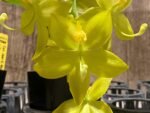 In Bloom Cycnoches Jean E. Monnier 'Dark Spots' × Cyc. Brown's Choice 'Spotted Swan' (2” pot) - Image 2
