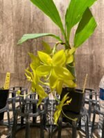 In Bloom Cycnoches Jean E. Monnier 'Dark Spots' × Cyc. Brown's Choice 'Spotted Swan' (2” pot) - Image 6