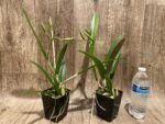 In Buds Bc. Windward Flare (B. nodosa 4N x C. Mem. Robert Straight 4N) (3.5" pot) - Image 9