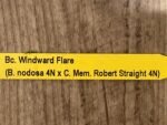 In Buds Bc. Windward Flare (B. nodosa 4N x C. Mem. Robert Straight 4N) (3.5" pot) - Image 13