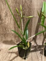 In Buds Bc. Windward Flare (B. nodosa 4N x C. Mem. Robert Straight 4N) (3.5" pot) - Image 11