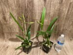 In Buds Bc. Windward Flare (B. nodosa 4N x C. Mem. Robert Straight 4N) (3.5" pot) - Image 10