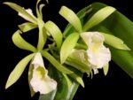 In Buds Pcv. Key Lime Stars x C. Green Veil 'Dressy' 4N (3.5" pot)