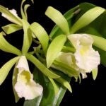 In Buds Pcv. Key Lime Stars x C. Green Veil 'Dressy' 4N (3.5" pot)