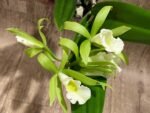 In Buds Pcv. Key Lime Stars x C. Green Veil 'Dressy' 4N (3.5" pot) - Image 3