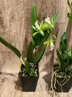In Buds Pcv. Key Lime Stars x C. Green Veil 'Dressy' 4N (3.5" pot) - Image 7