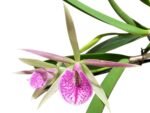In Buds Bc. Morniny Glory '#1' × Bc. Gulfshore's Beauty 'Green Gem' (3.5" pot) - Image 2