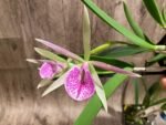 In Buds Bc. Morniny Glory '#1' × Bc. Gulfshore's Beauty 'Green Gem' (3.5" pot) - Image 3