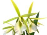 In Buds Pcv. Key Lime Stars 'HOF' × sib 'Freckled Lips' (3.5" pot) - Image 2