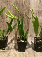 In Buds Pcv. Key Lime Stars 'HOF' × sib 'Freckled Lips' (3.5" pot) - Image 6