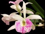 In Buds Bc. Windward Flare (B. nodosa 4N x C. Mem. Robert Straight 4N) (3.5" pot)