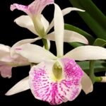 In Buds Bc. Windward Flare (B. nodosa 4N x C. Mem. Robert Straight 4N) (3.5" pot)