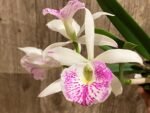 In Buds Bc. Windward Flare (B. nodosa 4N x C. Mem. Robert Straight 4N) (3.5" pot) - Image 3