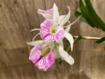 In Buds Bc. Windward Flare (B. nodosa 4N x C. Mem. Robert Straight 4N) (3.5" pot) - Image 4