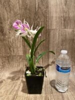 In Buds Bc. Windward Flare (B. nodosa 4N x C. Mem. Robert Straight 4N) (3.5" pot) - Image 5