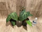 Anthurium Magnificum (5” pot) - Image 4