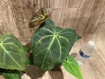 Anthurium Magnificum (5” pot) - Image 9