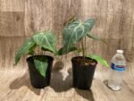 Anthurium Magnificum (5” pot) - Image 3