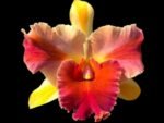 Rlc. Amazing Thailand “Magician”(3.5” pot) - Image 3