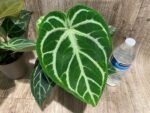 Anthurium crystallinum (crystal anthurium) (4.5” pot) - Image 2
