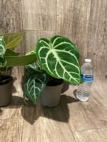Anthurium crystallinum (crystal anthurium) (4.5” pot) - Image 9