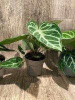 Anthurium crystallinum (crystal anthurium) (4.5” pot) - Image 12