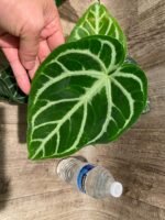 Anthurium crystallinum (crystal anthurium) (4.5” pot) - Image 3