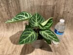Anthurium crystallinum (crystal anthurium) (4.5” pot) - Image 6