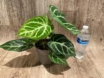 Anthurium crystallinum (crystal anthurium) (4.5” pot) - Image 8