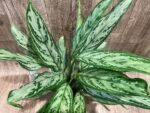 Aglaonema commutatum (4.5” pot)