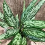 Aglaonema commutatum (4.5” pot)